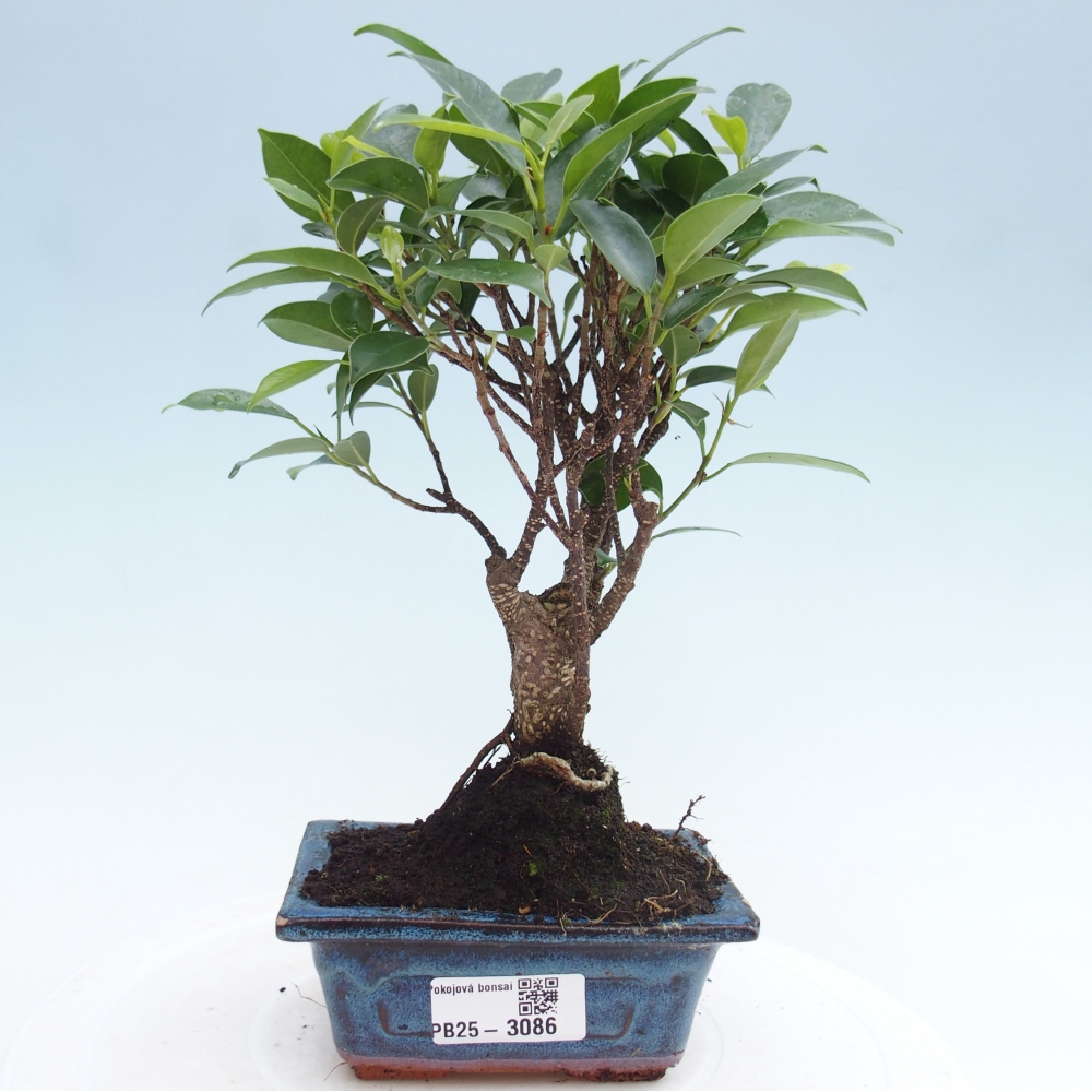 Zimmerbonsai - Kleinblättriger Ficus - Ficus kimmen