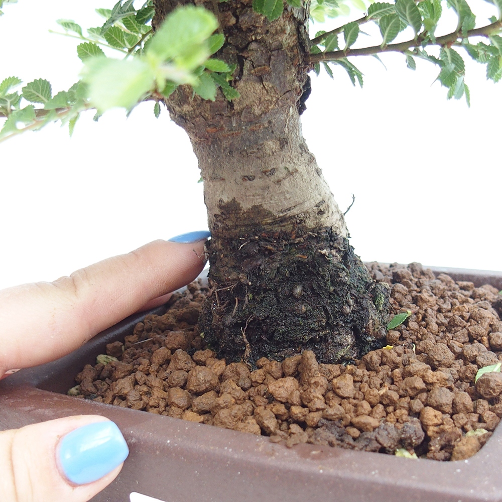 Bonsai im Freien - Ulmus parvifolia Hokkaido - Chinesische Ulme
