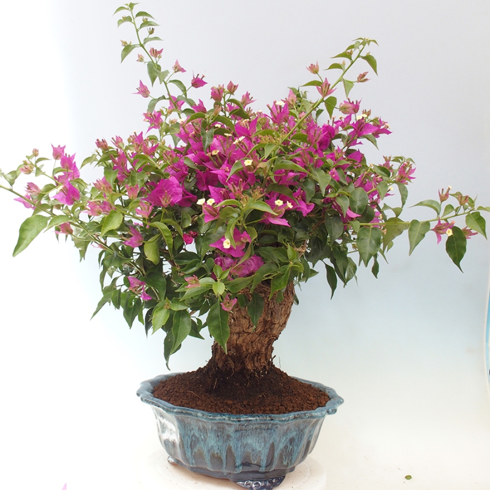 Indoor Bonsai - Bouganwilea