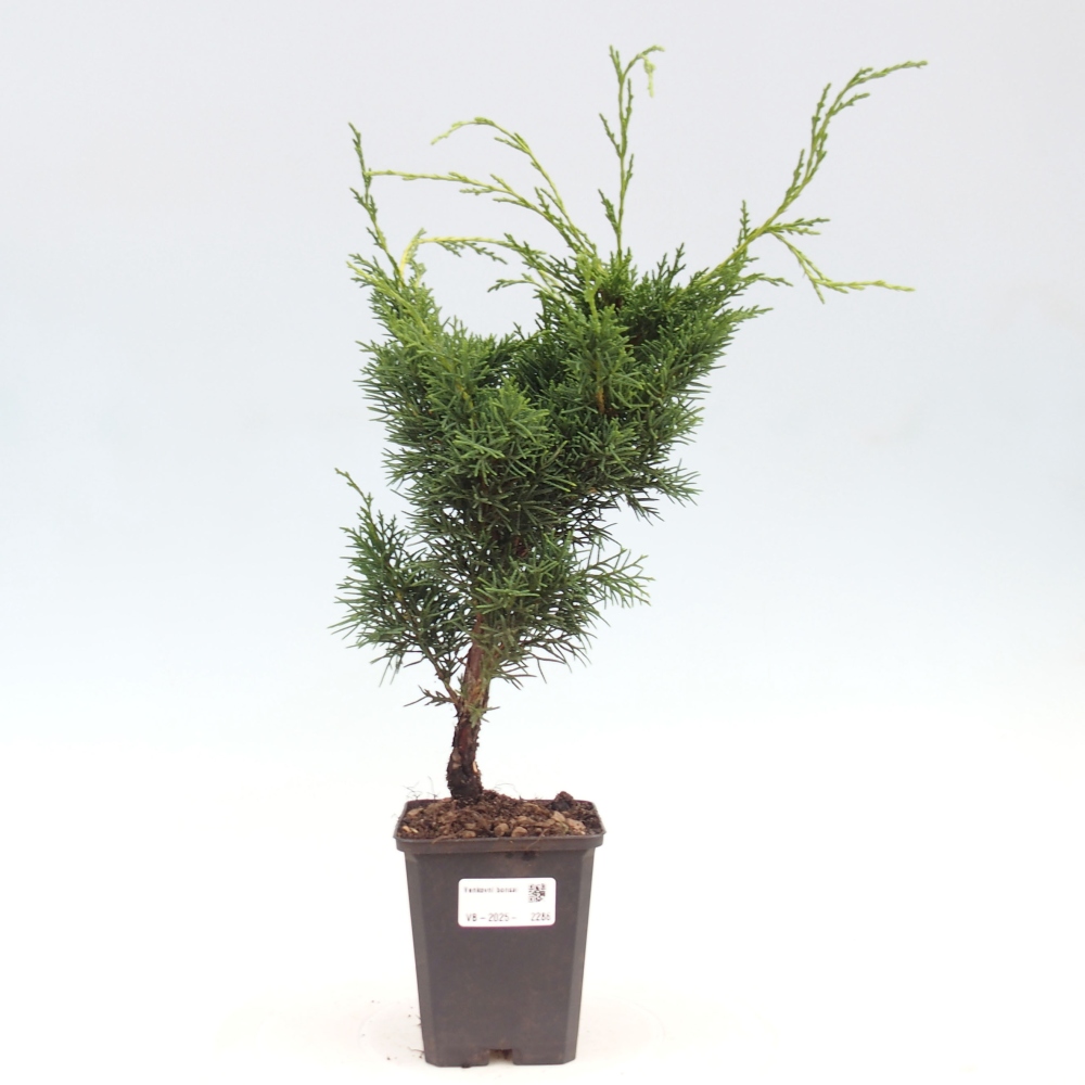 Outdoor-Bonsai - Juniperus chinensis Kishu - Chinesischer Wacholder