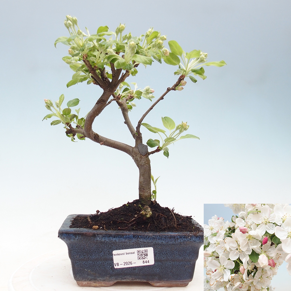 Outdoor-Bonsai -Malus halliana - Kleinfrüchtiger Apfelbaum