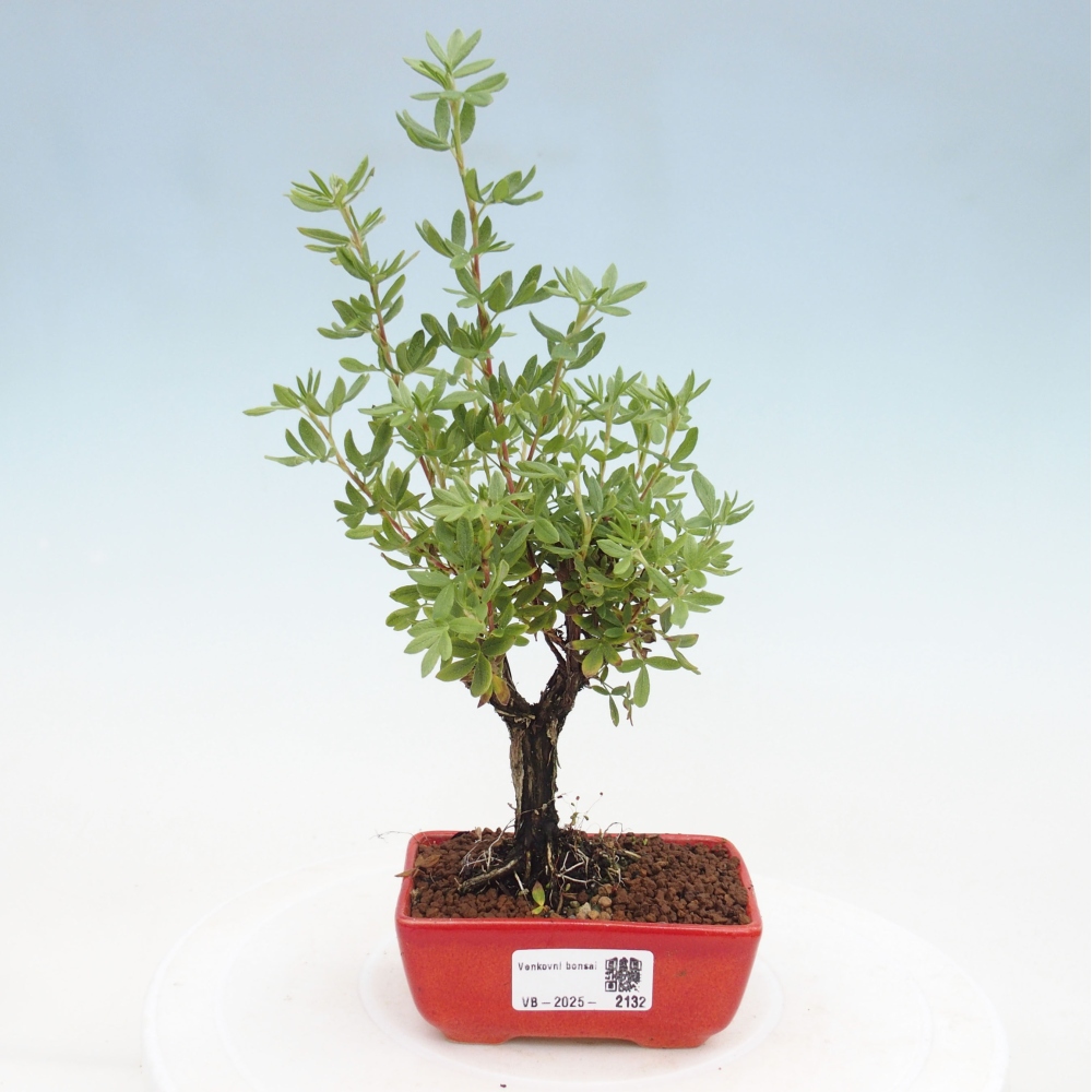 Outdoor-Bonsai-Fingerkraut - Potentila fruticosa gelber Vogel
