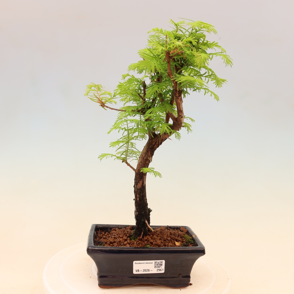 Bonsai für draußen - Metasequoia glyptostroboides - Chinesische Metasequoia