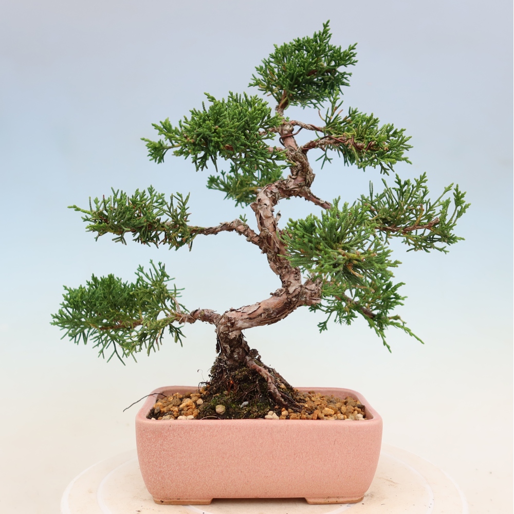 Bonsai für draußen - Juniperus chinensis Kishu