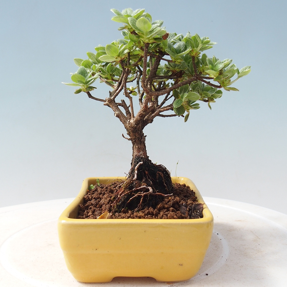 Outdoor-Bonsai - Rododendron indicum - Japanische Azalee