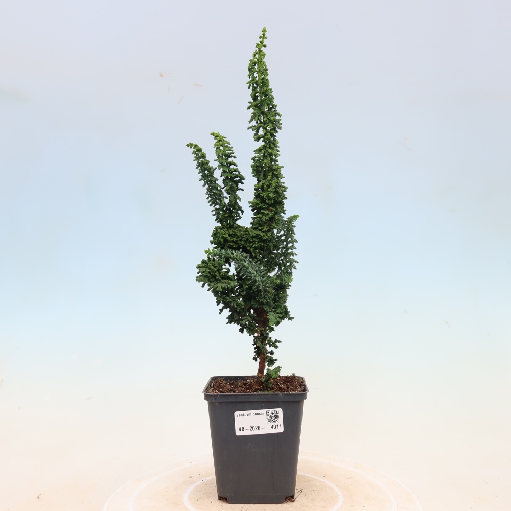 Bonsai für draußen - Cham. obtusa SEKKA HINOKI - Zypresse