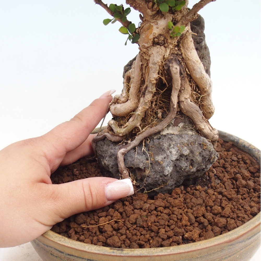 Bonsai für draußen - Berberis coreana
