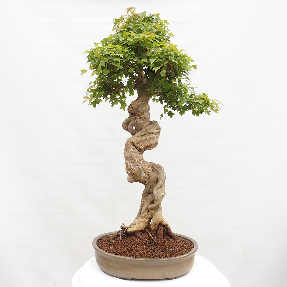 Bonsai im Freien - Ahorn Buergerianum - Burger Maple
