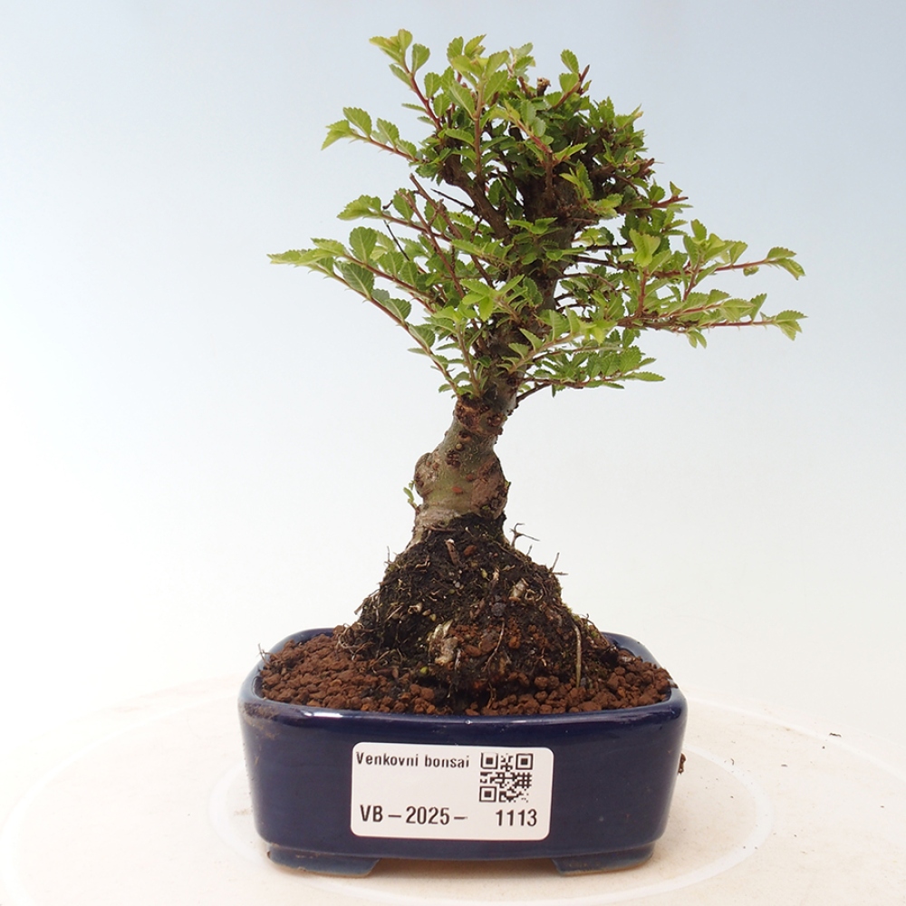 Bonsai im Freien - Ulmus parvifolia Sagei - Kleinblättrige Ulme