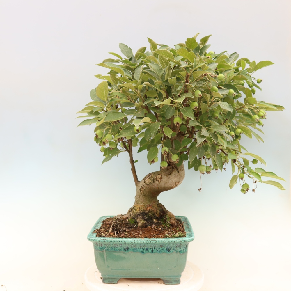 Outdoor-Bonsai -Malus halliana - Kleinfrüchtiger Apfelbaum
