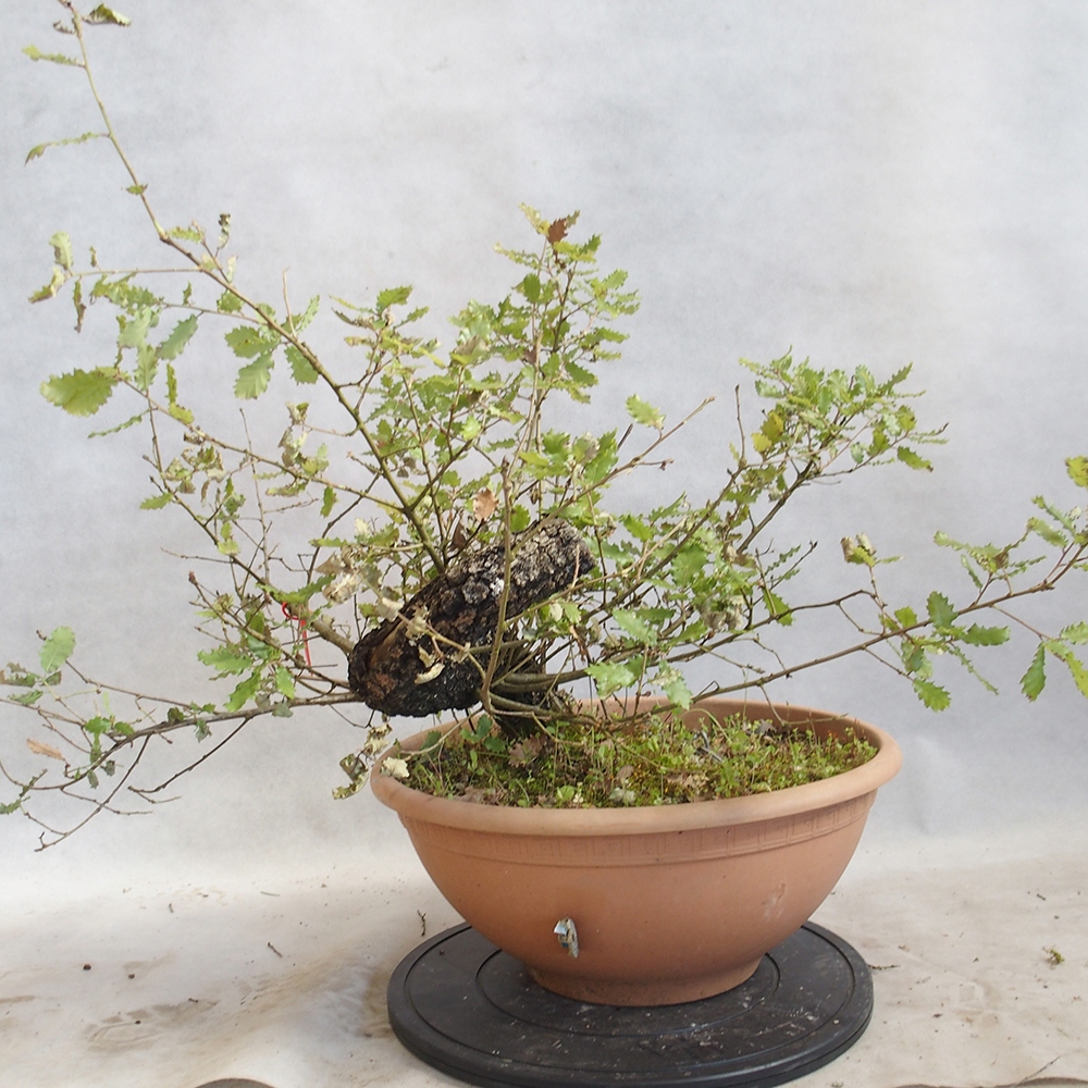 Freilandbonsai Quercus Cerris - Eiche Cer