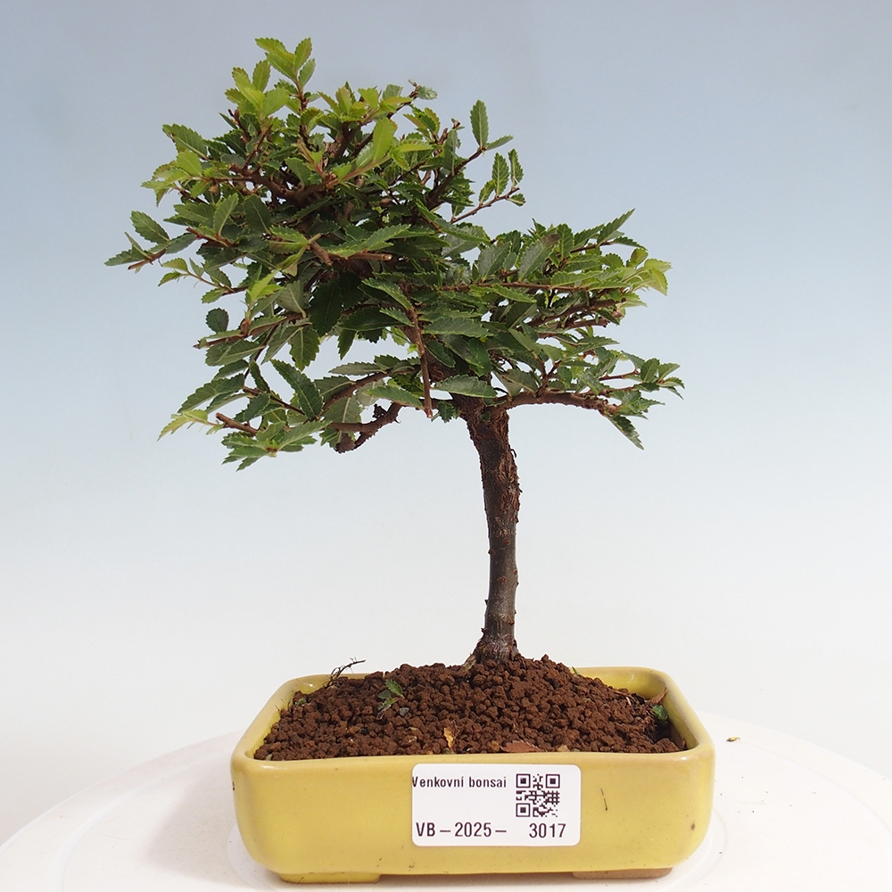 Bonsai im Freien - Ulmus parvifolia Sagei - Kleinblättrige Ulme