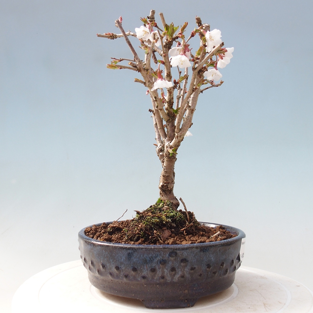 Bonsai im Freien - Prunus incisa Kojou-no mai-Pflaume geschnitten