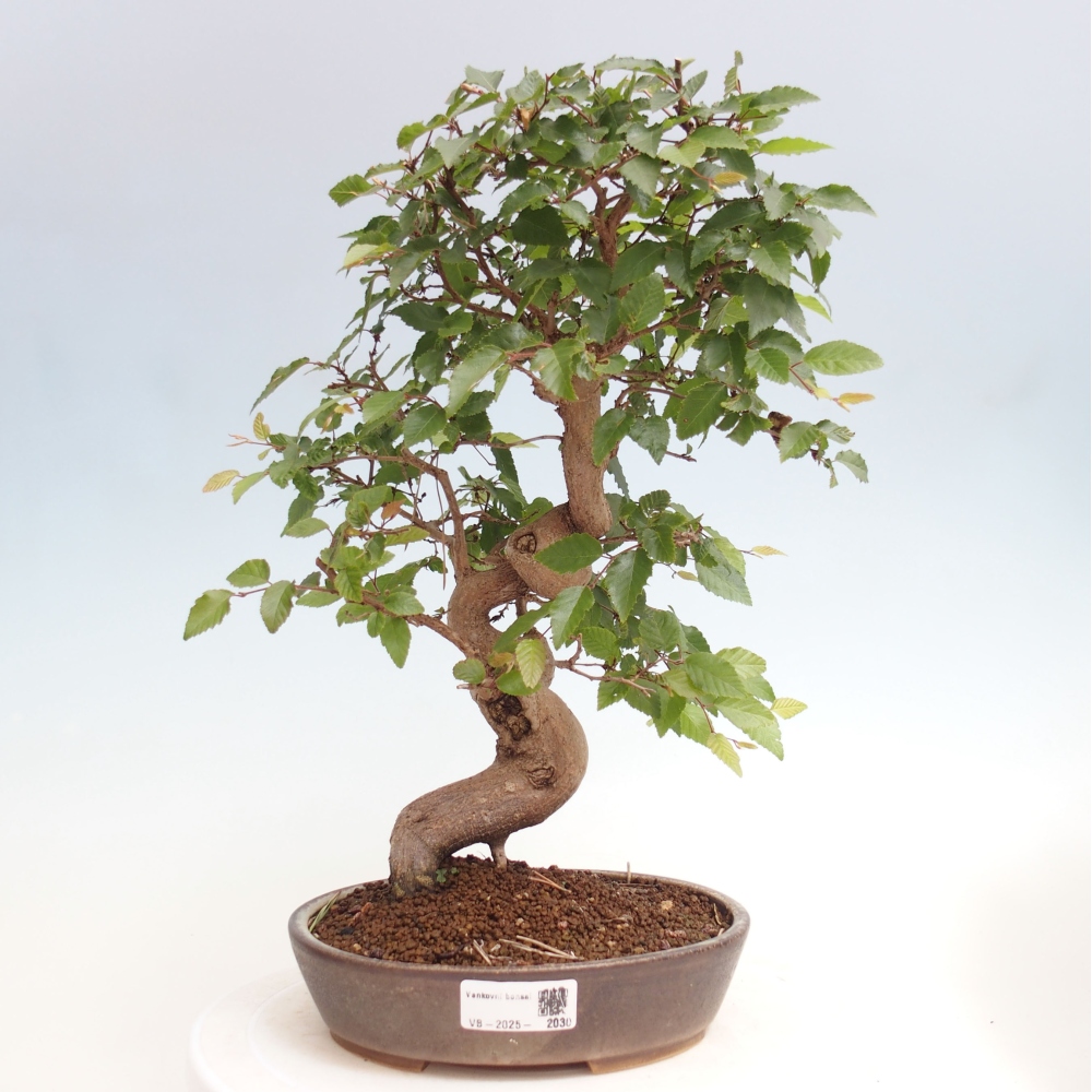 Bonsai im Freien -Carpinus CARPINOIDES - Koreanische Hainbuche