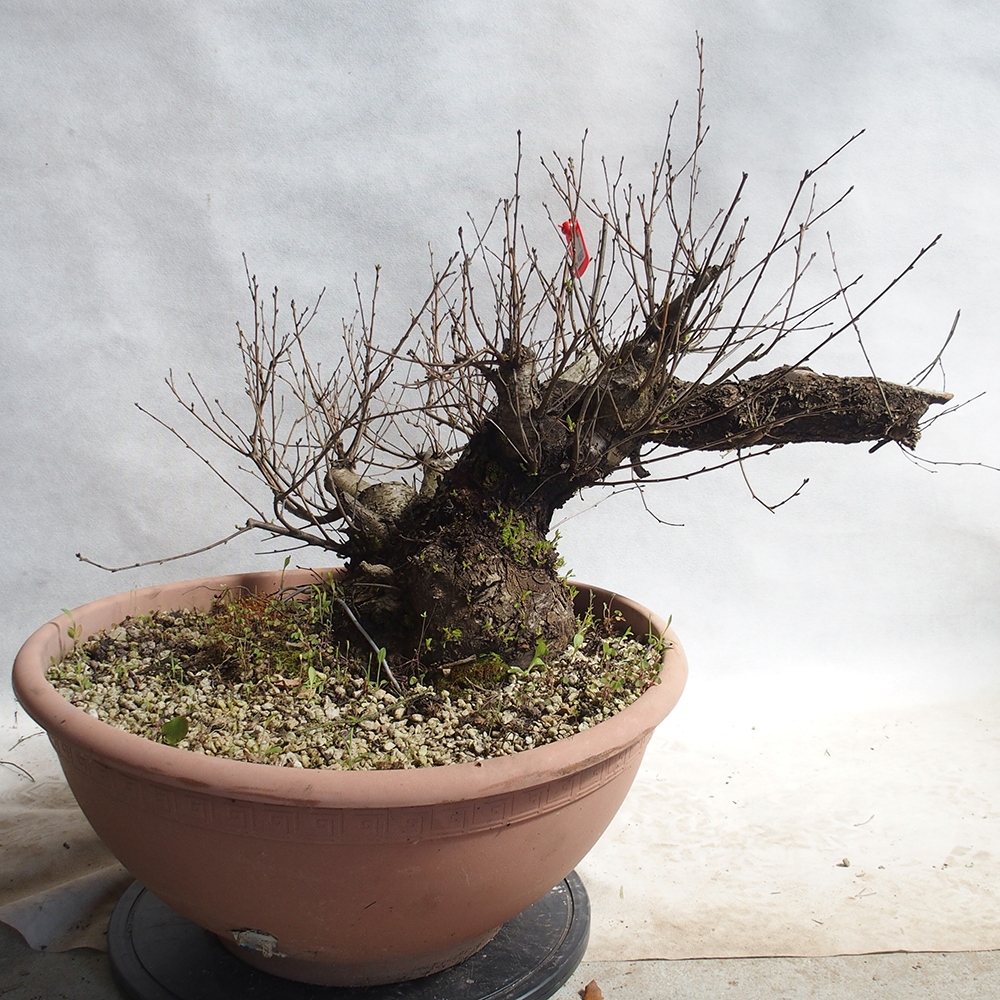 Outdoor Bonsai -Mahalebka - Prunus Mahaleb