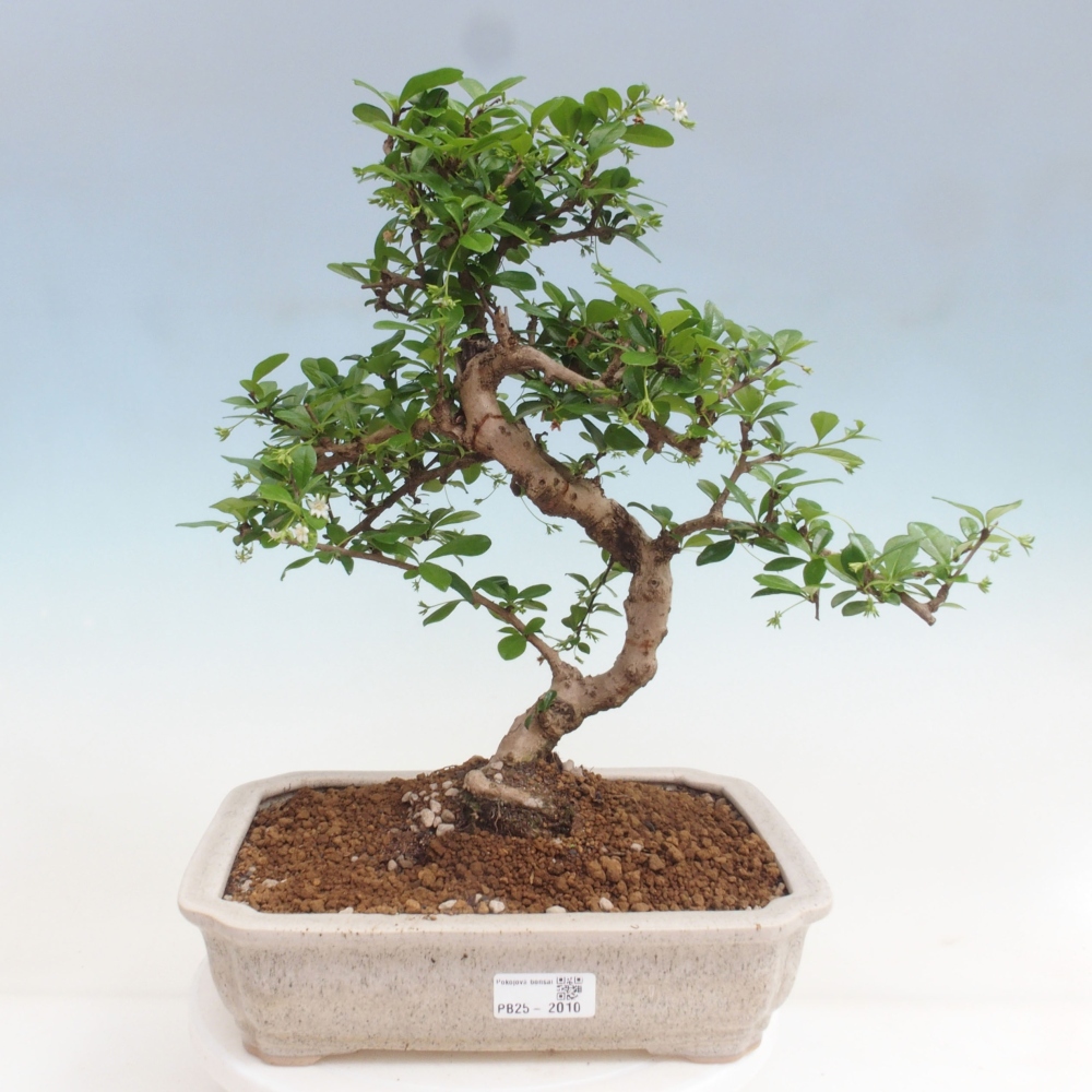 Zimmer Bonsai - Carmona macrophylla - Tea Fuki
