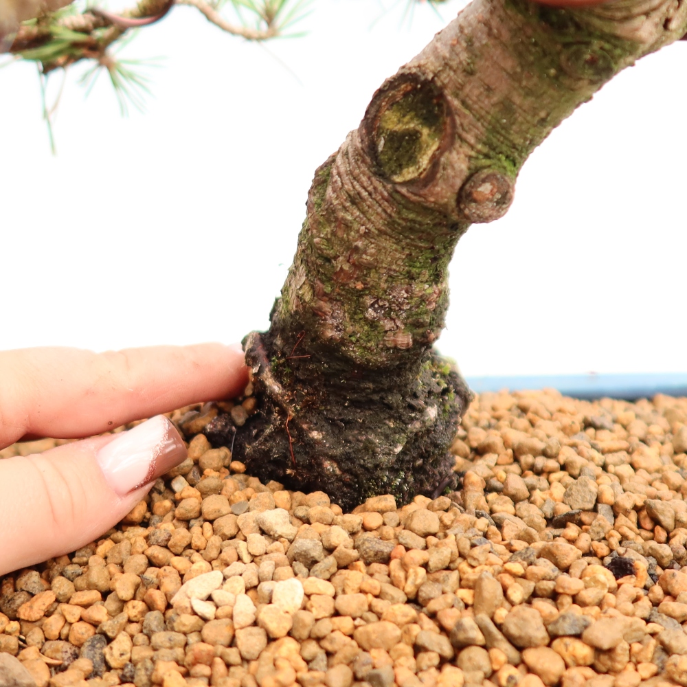 Bonsai für den Außenbereich – Pinus mugo Humpy – Zwergkiefer