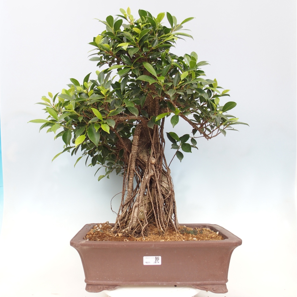 Zimmerbonsai - Ficus kimmen - kleinblättriger Ficus - NUR PERSÖNLICHE ABHOLUNG oder Palettentransport