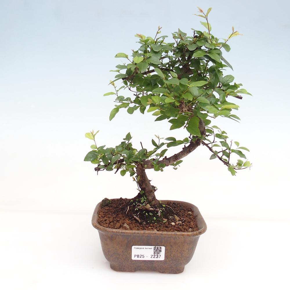 Zimmerbonsai - Sagerécie thea - Sagerécie thea