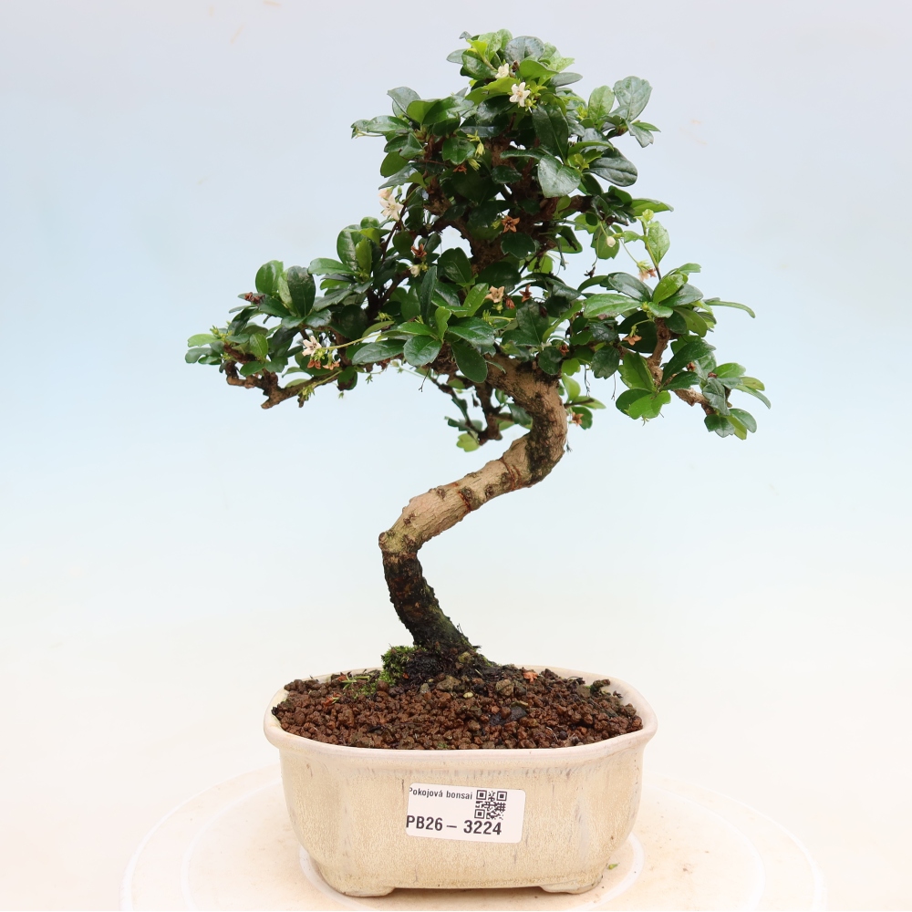 Zimmer-Bonsai - Carmona macrophylla - Tee-Fuki