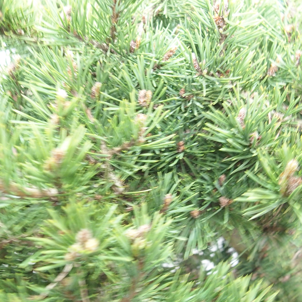 Yamadori - Pinus sylvestris 