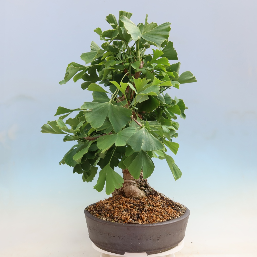 Bonsai für draußen - Ginkgo biloba - Ginkgo biloba