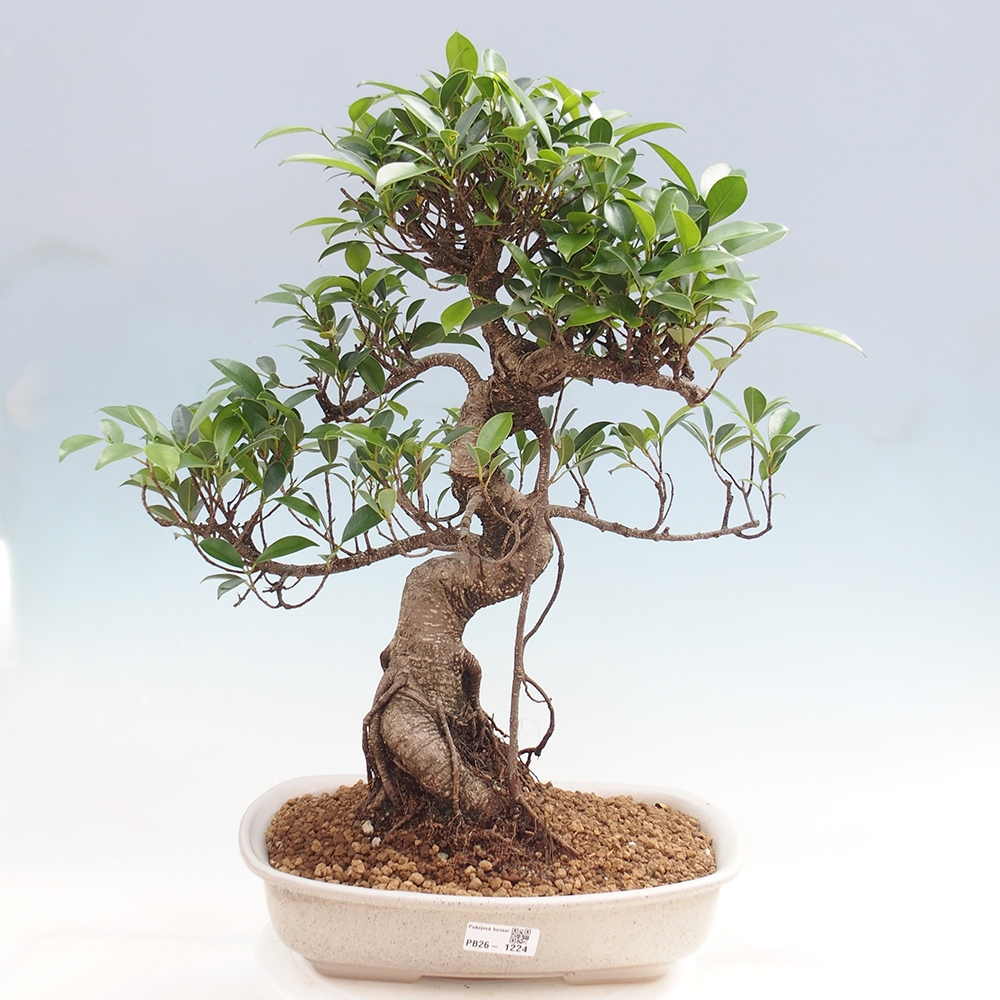 Zimmerbonsai - Ficus kimmen - Kleinblättriger Ficus