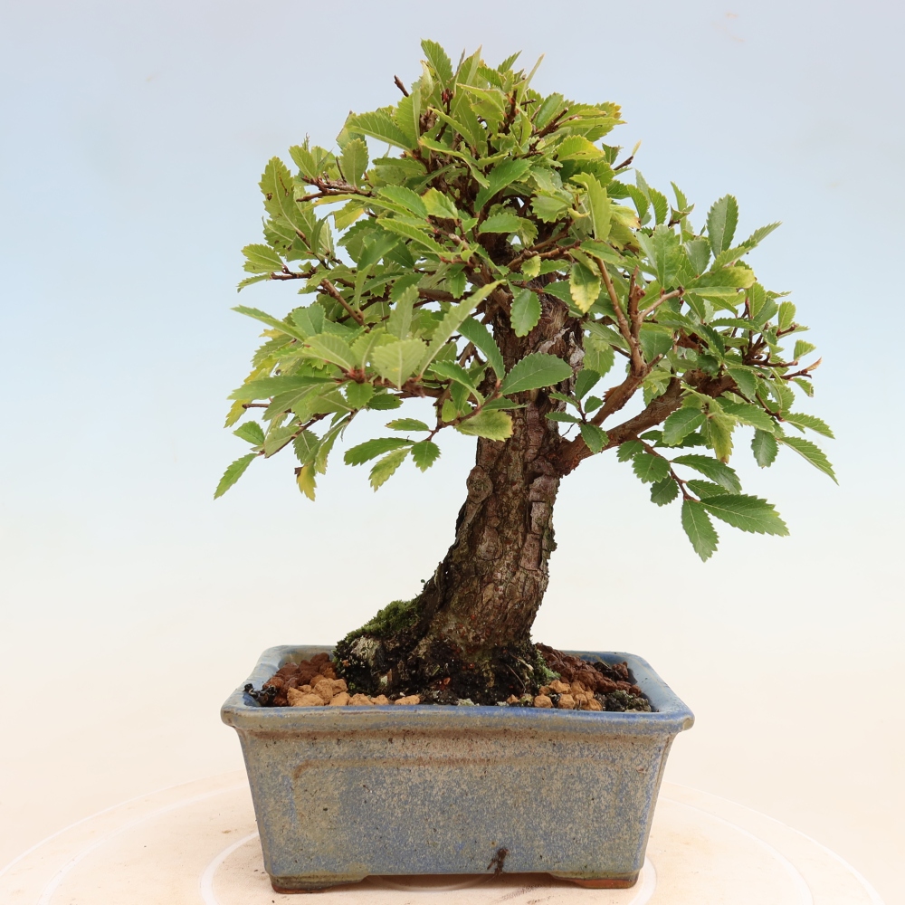 Bonsai für draußen - Zelkova - Zelkova NIRE