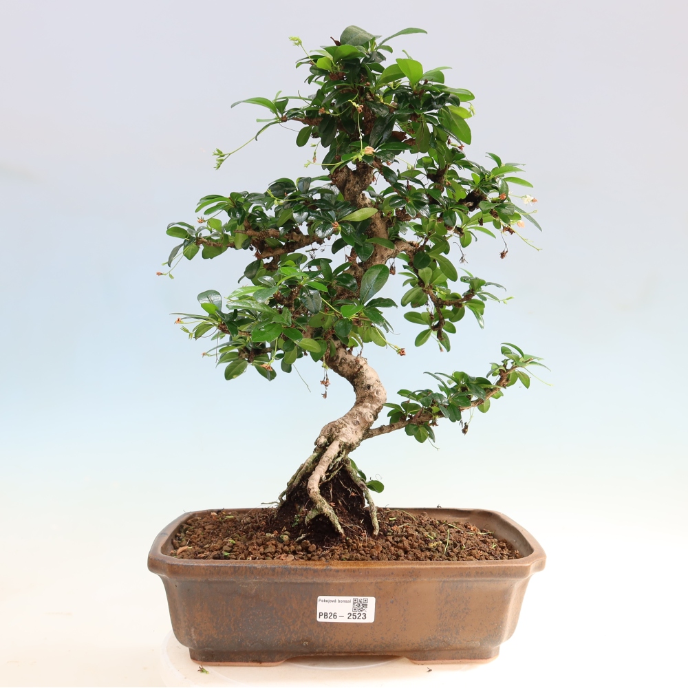 Zimmer-Bonsai - Carmona macrophylla - Tee-Fuki
