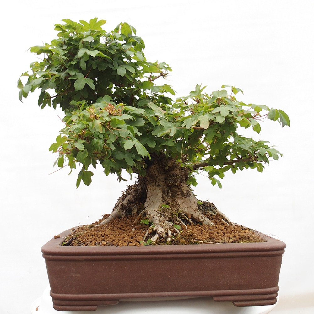 Bonsai im Freien - Französischer Ahorn - Acer Nonspessulanum