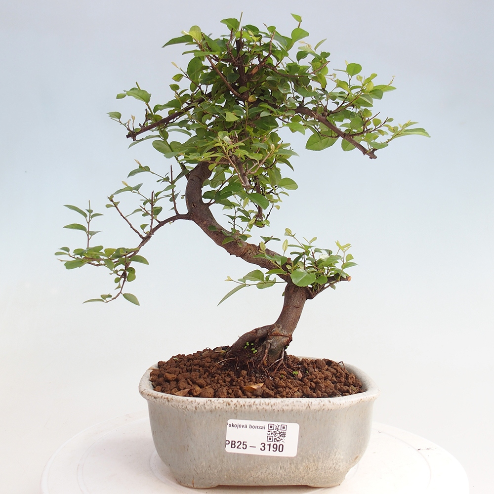 Zimmerbonsai - Sagerécie thea - Sagerécie thea