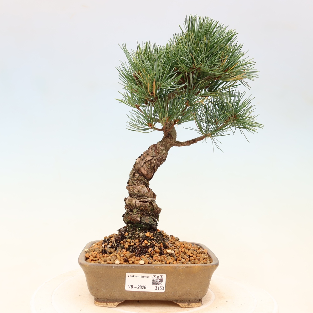 Bonsai für draußen - Pinus parviflora - Pinus parviflora
