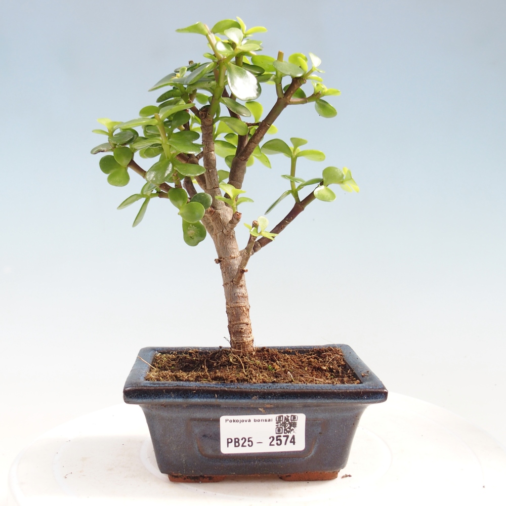 Zimmerbonsai - Portulakaria Afra - Tlustice
