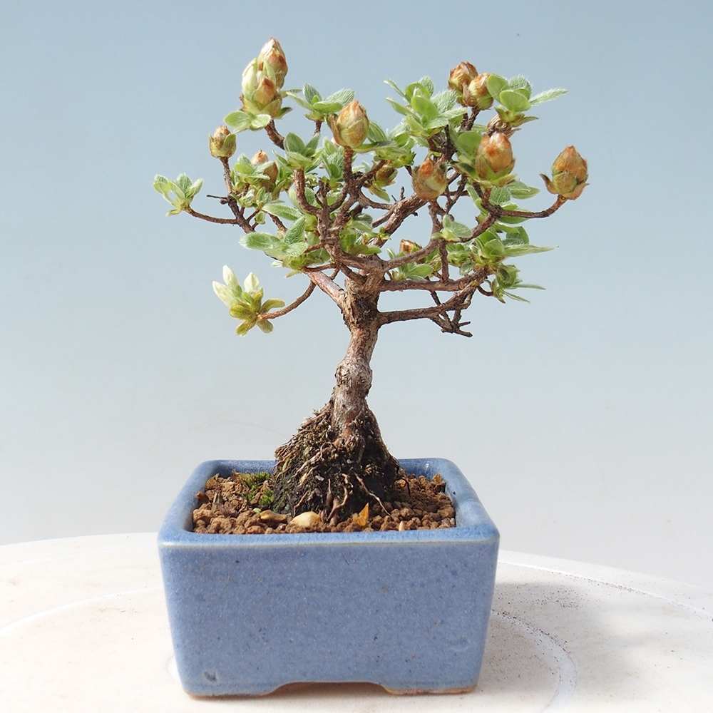 Outdoor-Bonsai - Rododendron indicum - Japanische Azalee