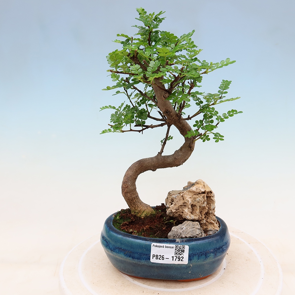 Zimmer Bonsai - Zantoxylum piperitum - Pfefferbaum