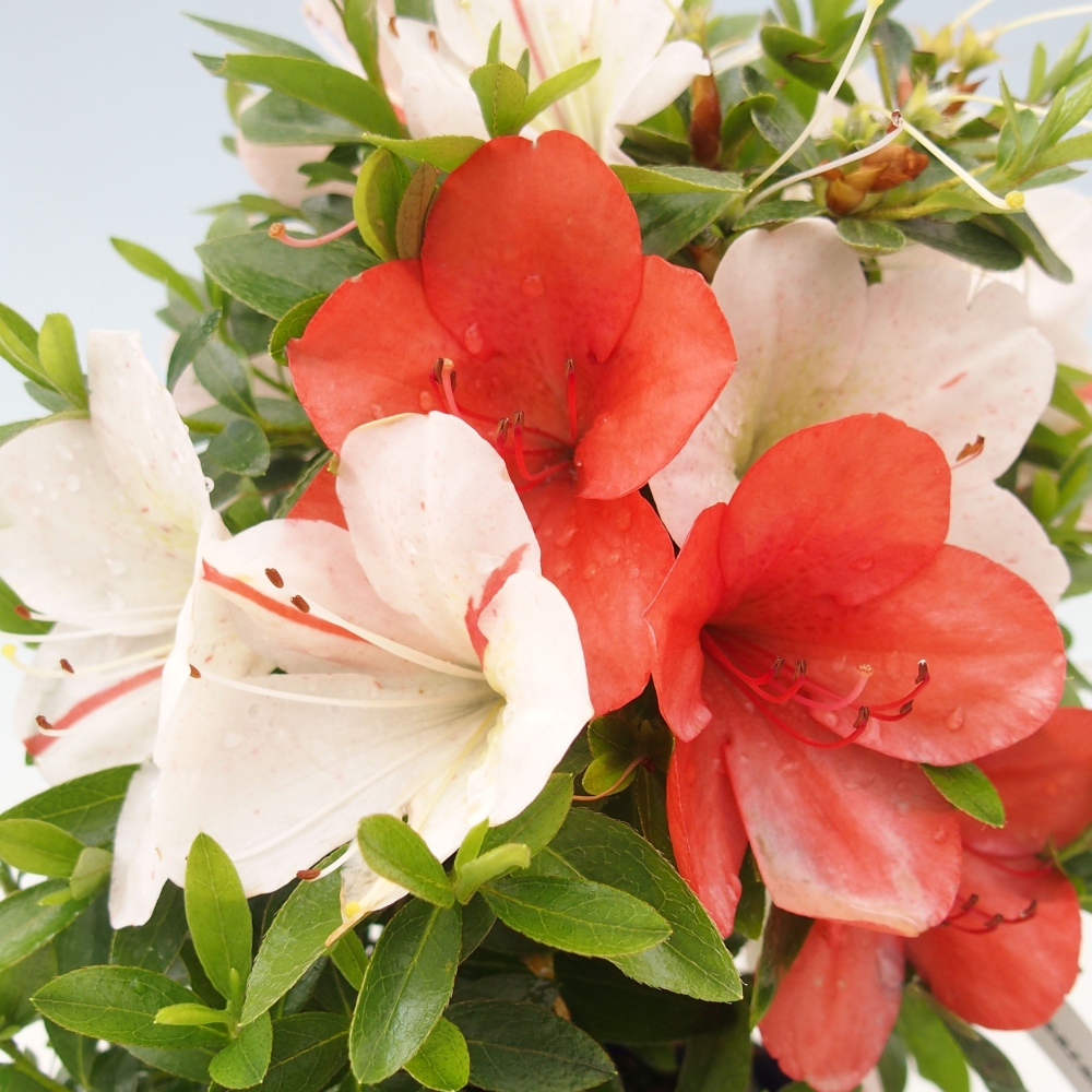 Bonsai im Freien - Japanische Azalee - Azalea Asazakura
