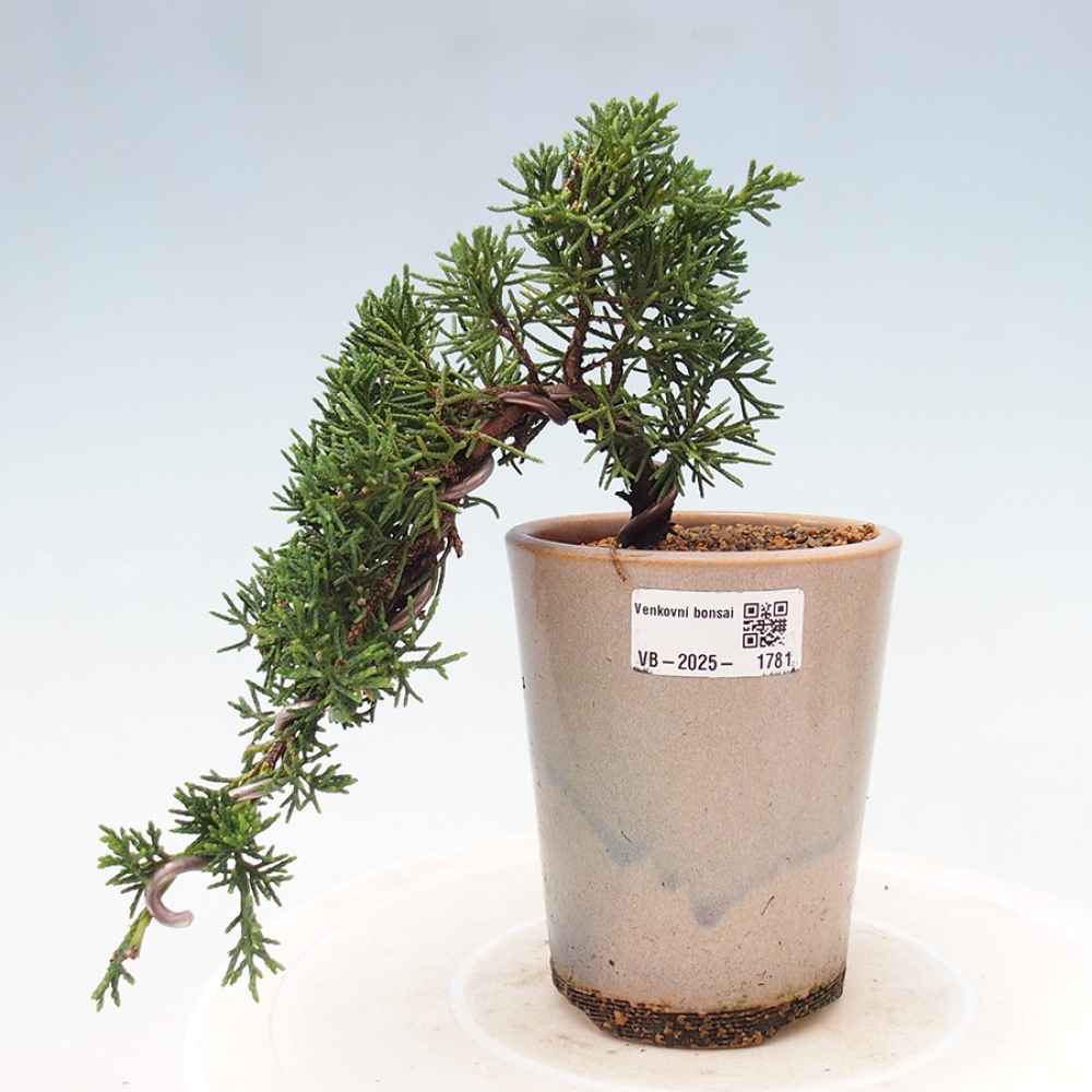 Bonsai im Freien - Juniperus chinensis Kishu - Chinesischer Wacholder