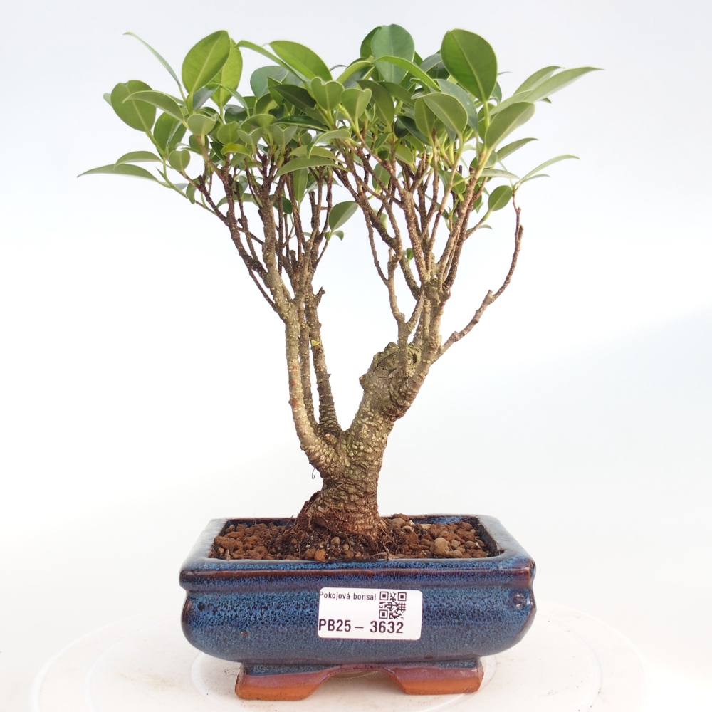 Zimmerbonsai - Ficus retusa - kleinblättriger Ficus