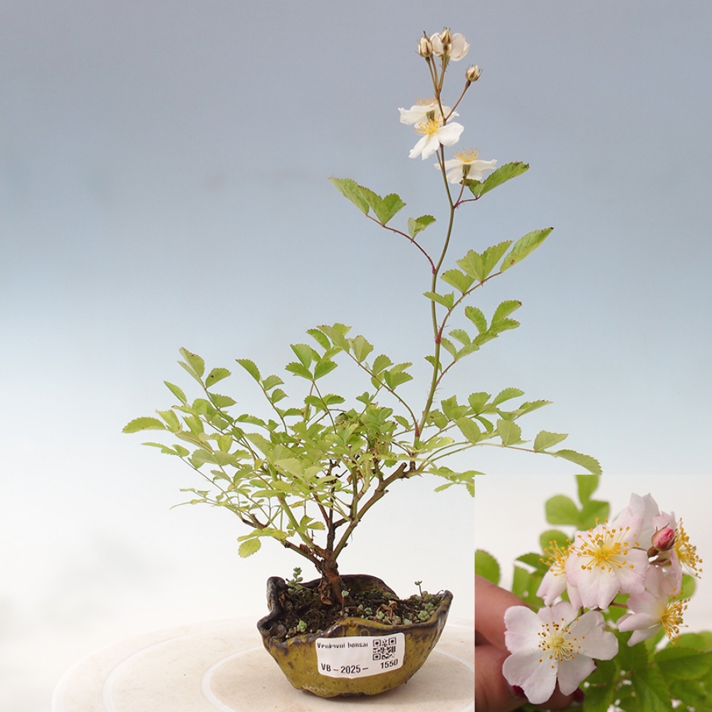 Freilandbonsai - Rosa sp. - kleinblumige Rose