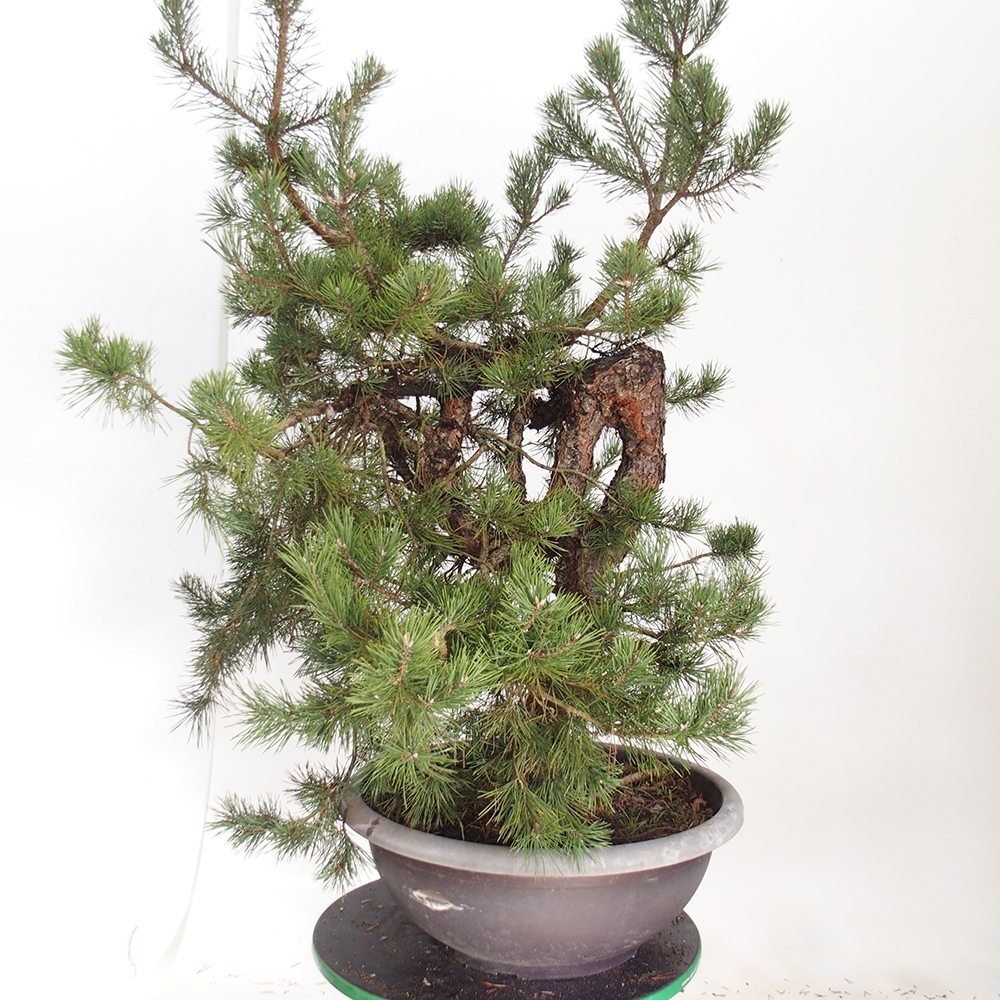 Yamadori - Pinus sylvestris Spanien
