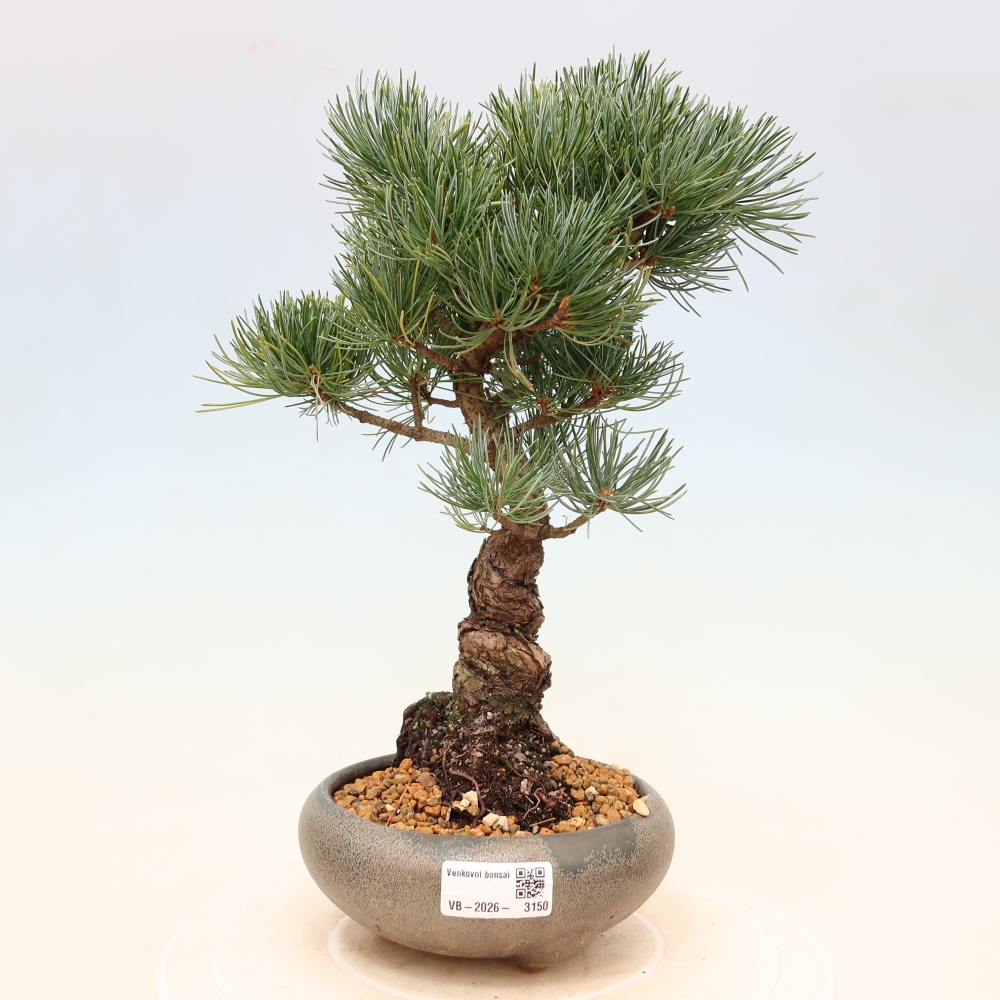 Bonsai für draußen - Pinus parviflora - Pinus parviflora
