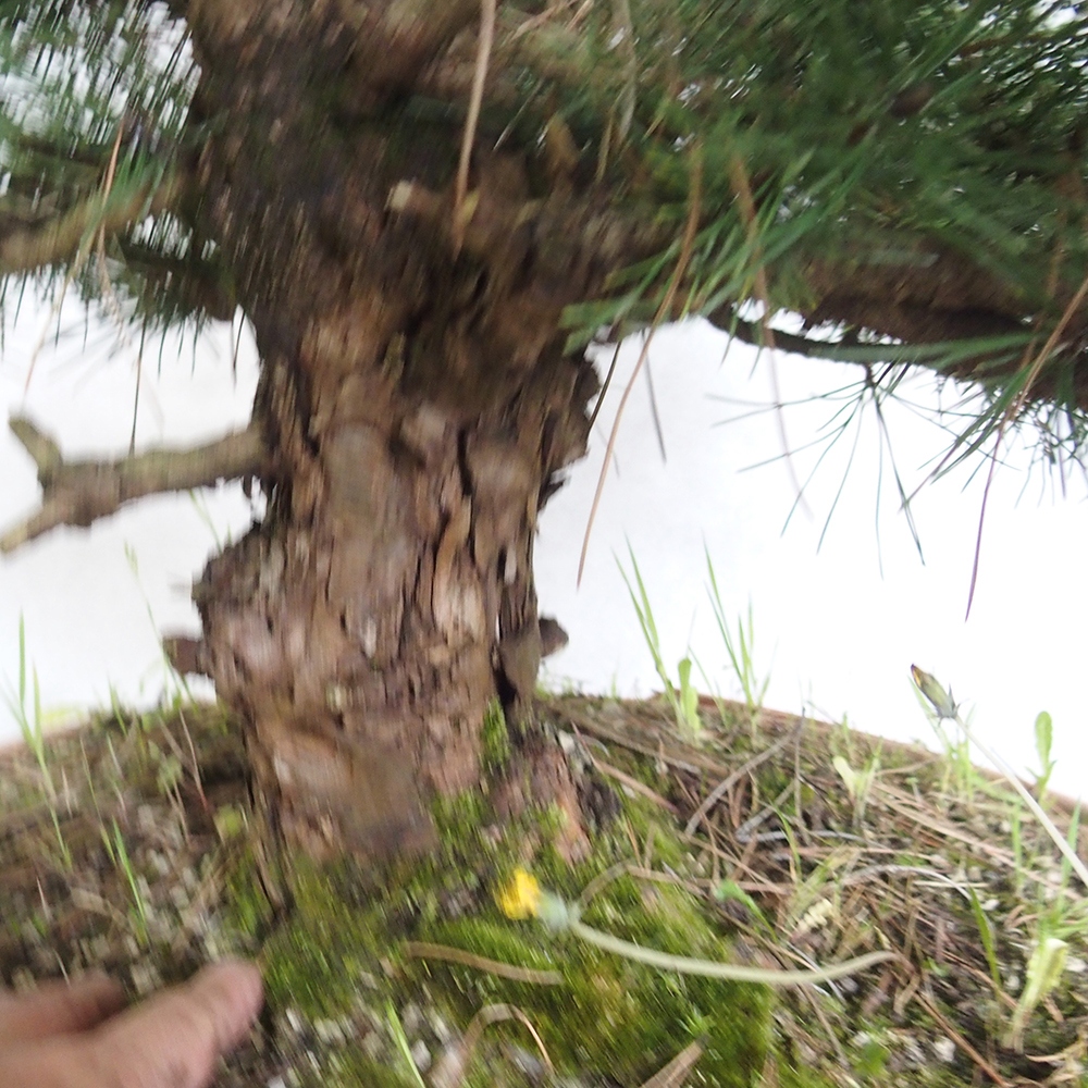 Bonsai im Freien - Pinus Nigra - Schwarzkiefer