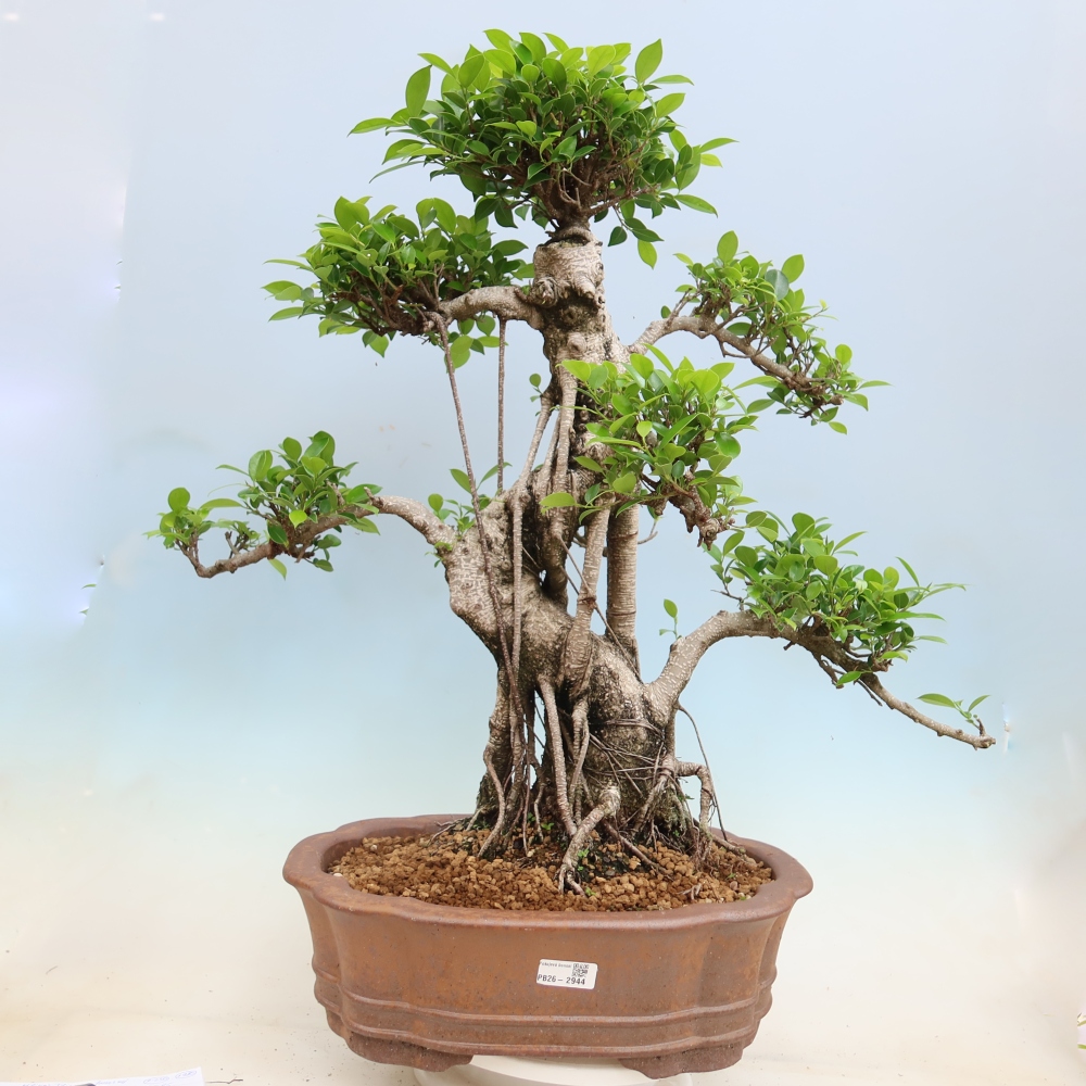 Zimmerbonsai - Ficus kimmen - Kleinblättriger Ficus