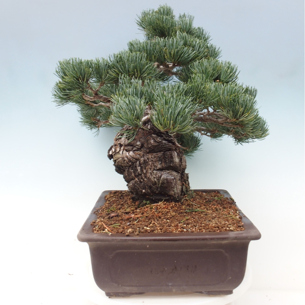 Bonsai im Freien - Pinus parviflora - kleine Kiefer