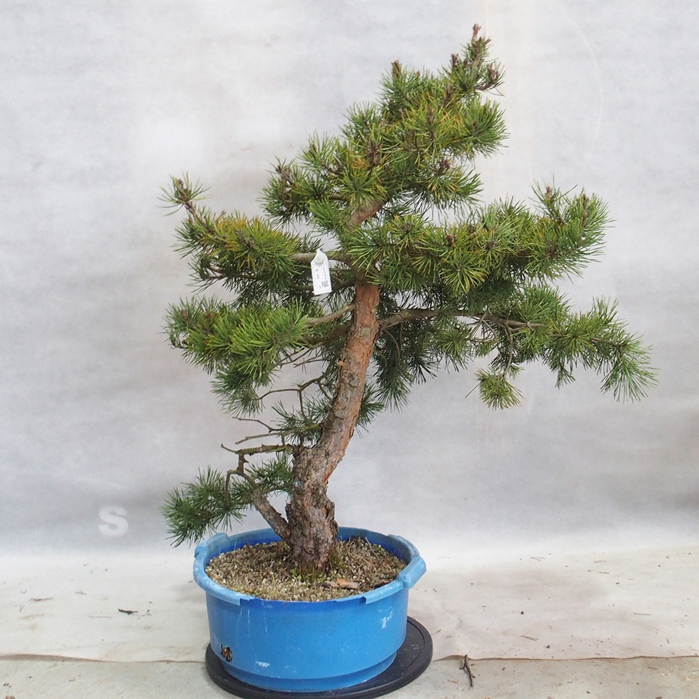 Yamadori - Pinus sylvestris 
