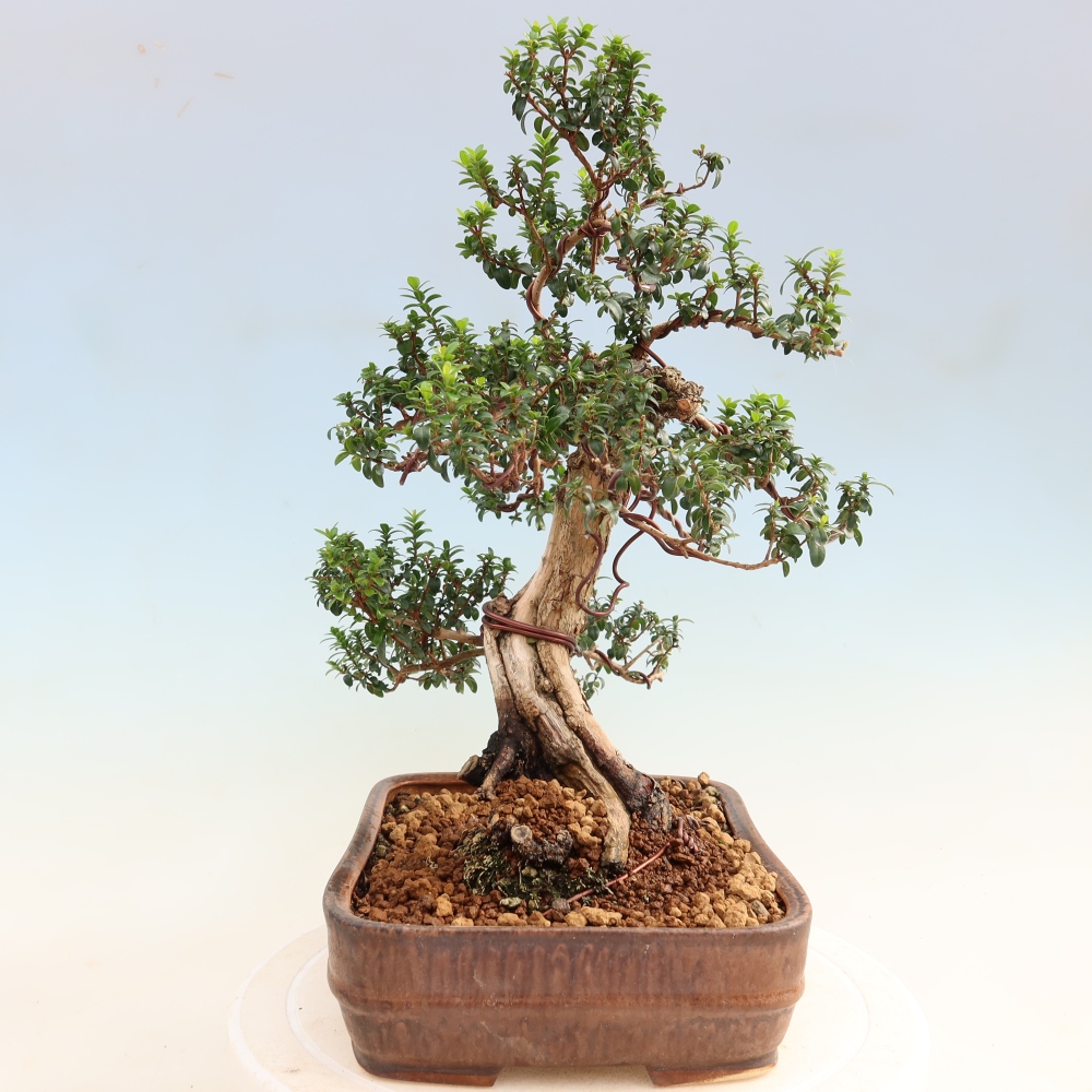 Zimmer Bonsai - Myrtus communis - Myrte
