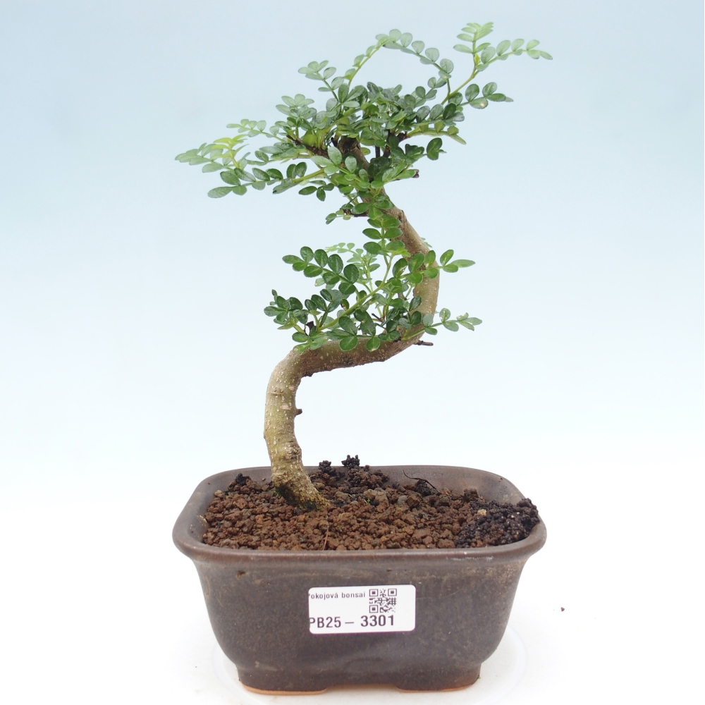 Zimmerbonsai - Zantoxylum piperitum - Pfefferminze