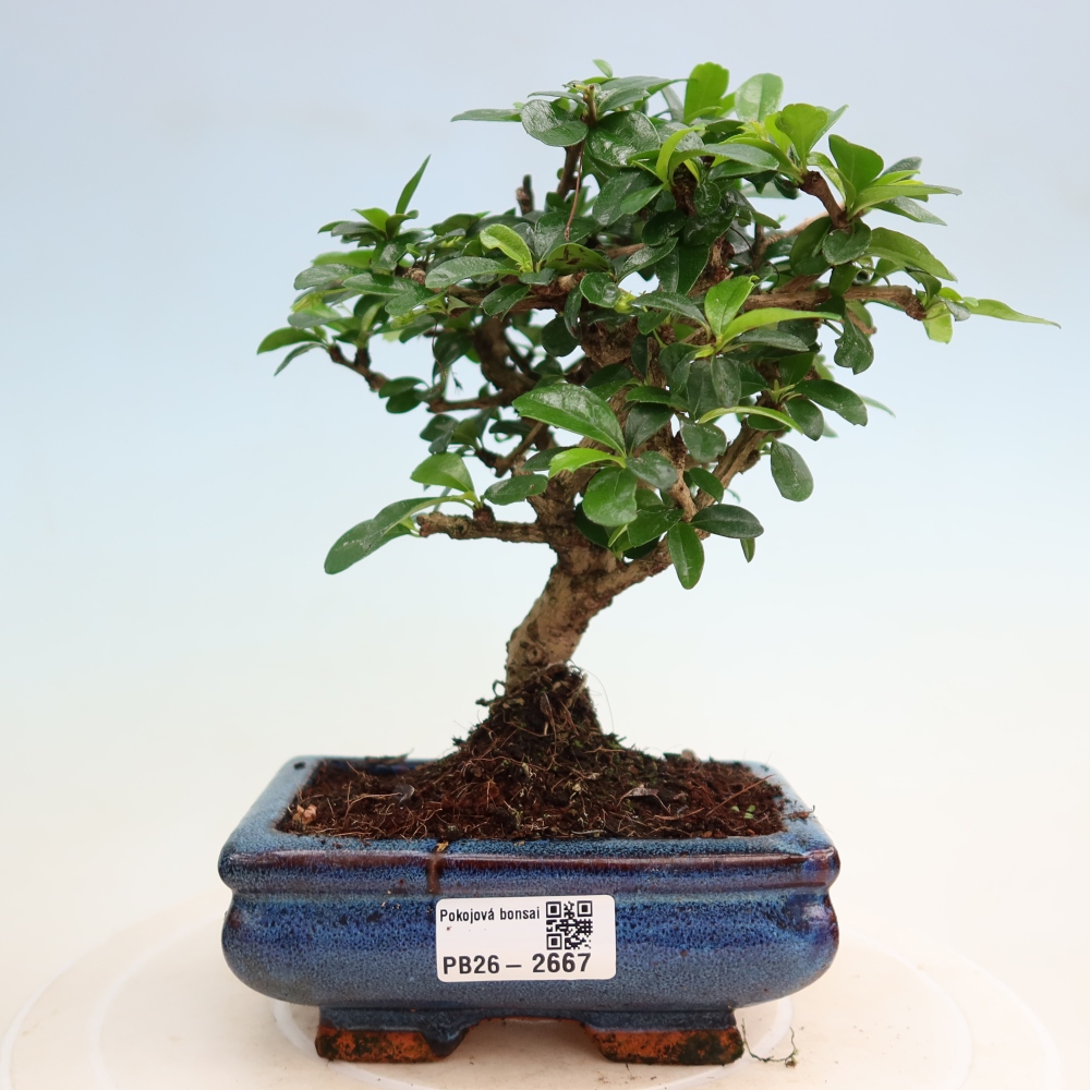Zimmer-Bonsai - Carmona macrophylla - Tee-Fuki