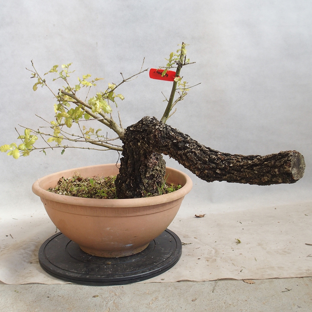 Freilandbonsai Quercus Cerris - Eiche Cer