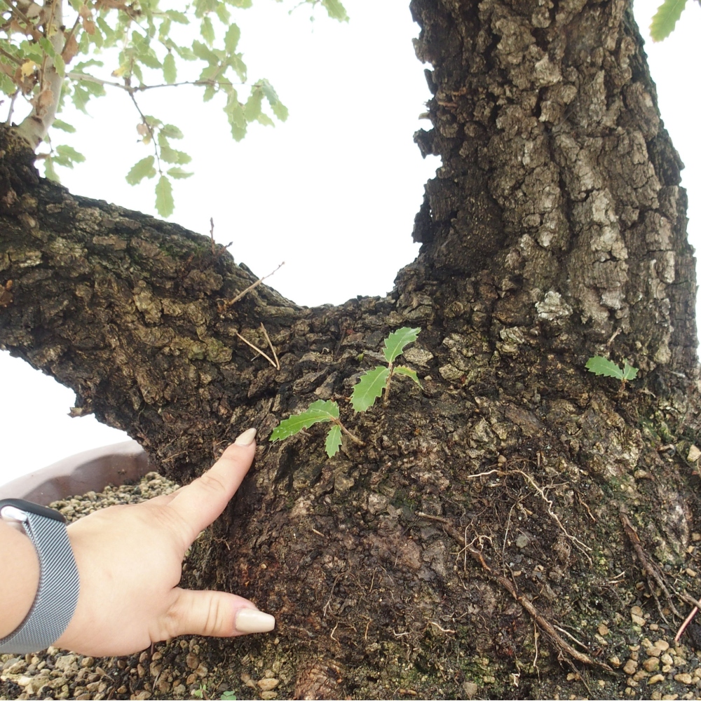 Yamadori - Quercus Ilex - Steineiche